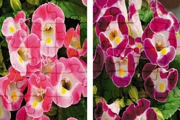 torenia