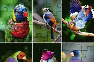pÃ¡ssaros jigsaw puzzle