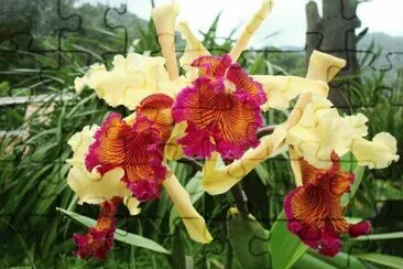 orquidea