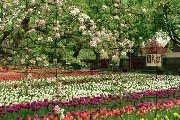 tulipas