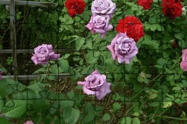 rosas