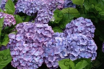 hortensia