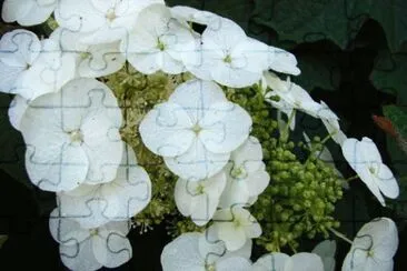 hydrangea