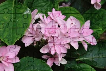 hydrangea jigsaw puzzle