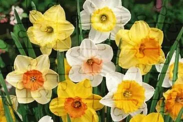narcisses