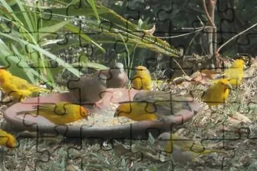 Pajaritos