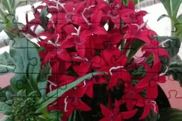 Flor
