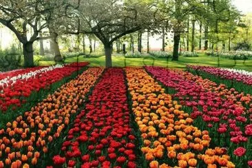 tulipas