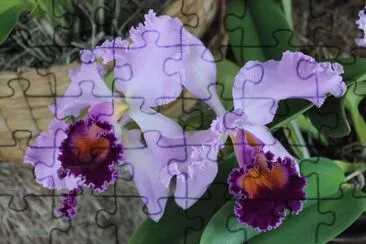 פאזל של orquÃ­dea