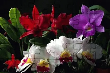 פאזל של orquÃ­deas