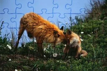 lobos