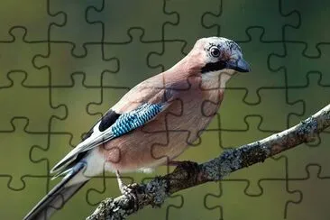 Gaig jigsaw puzzle