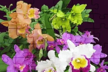 fleurs: orchidÃ©es