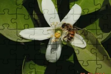 5 jigsaw puzzle