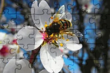 6 jigsaw puzzle
