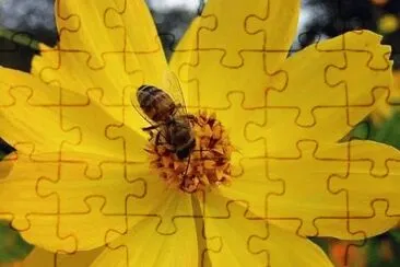 11 jigsaw puzzle
