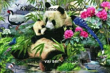 ursinhos