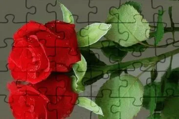 rosas jigsaw puzzle