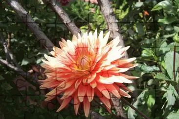 dahlia jigsaw puzzle