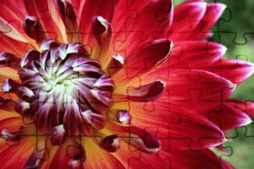 dahlia jigsaw puzzle