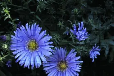fleurs