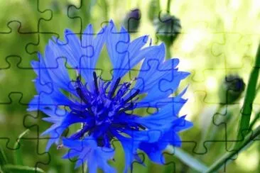 bleuet