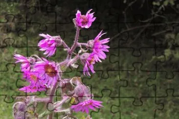 Arnica jigsaw puzzle