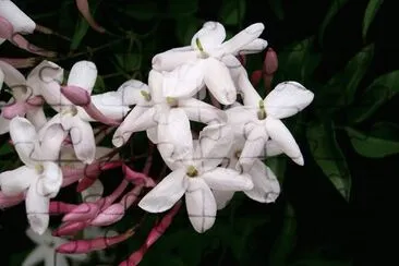 jasmin