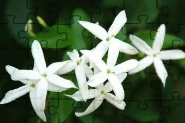 jasmin