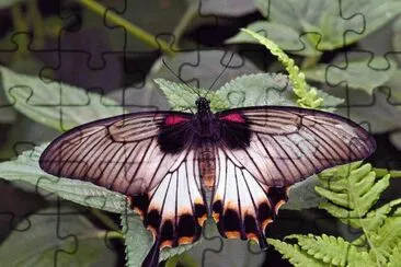 papillon jigsaw puzzle