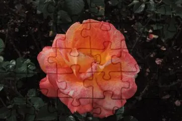 Rosa jigsaw puzzle