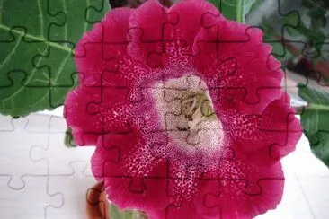 gloxinia jigsaw puzzle
