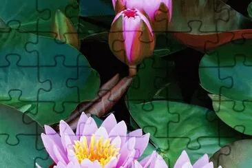 Lotus Flowers jigsaw puzzle