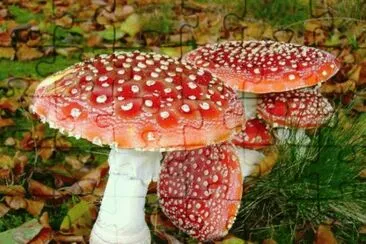 Fly Agaric Mushroom jigsaw puzzle