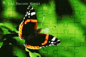 Admiral jigsaw puzzle