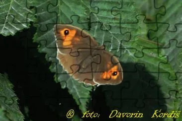 LeÅ¡nikar