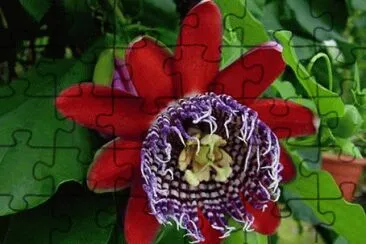 flor