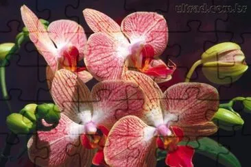 FaraÃ³n jigsaw puzzle