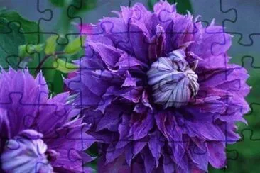 fleurs: clÃ©matites jigsaw puzzle