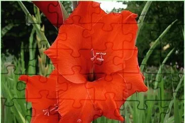 glaieul jigsaw puzzle