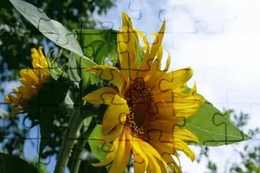 49 jigsaw puzzle