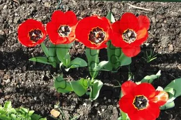 Red tulips