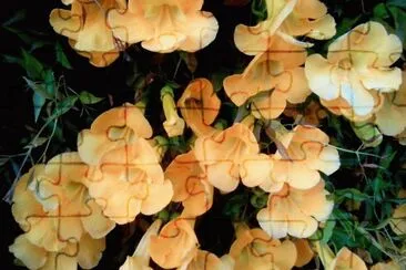 Flors jigsaw puzzle