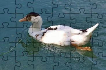 Anec jigsaw puzzle