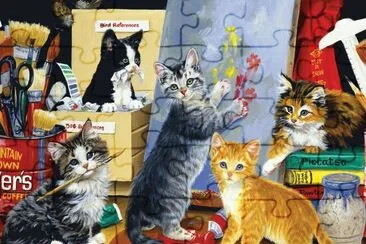 gatos