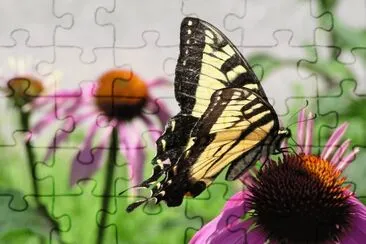 Papallona jigsaw puzzle