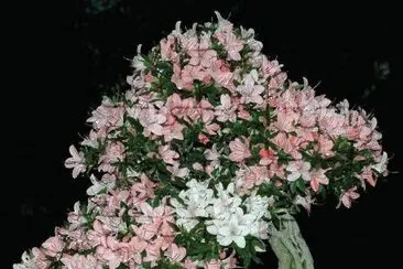 Flores jigsaw puzzle