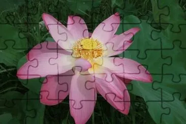 פאזל של Flor