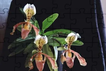 פאזל של Orquideas