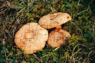 Pinatells jigsaw puzzle